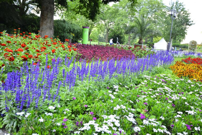Perennial Landscaping in Honolulu, HI