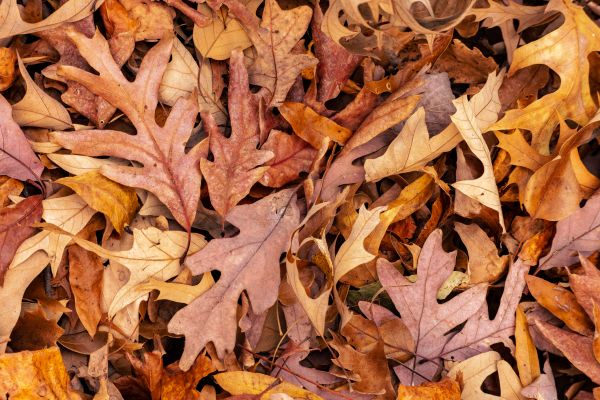 Grow your Landscaping Leaf Removal Service business
