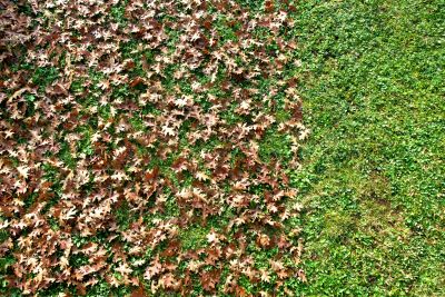 Landscaping Leaf Removal Service