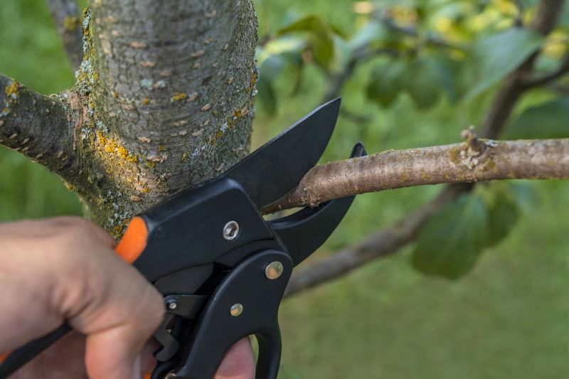 Shrub Care Service in Reno, NV