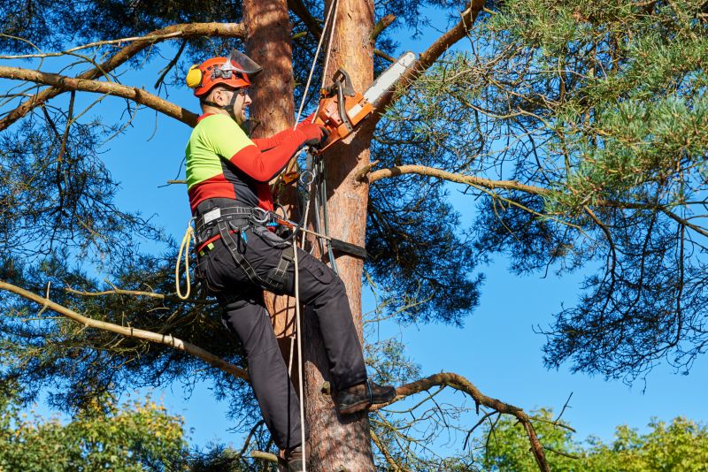 Tree Care and Arborist Services