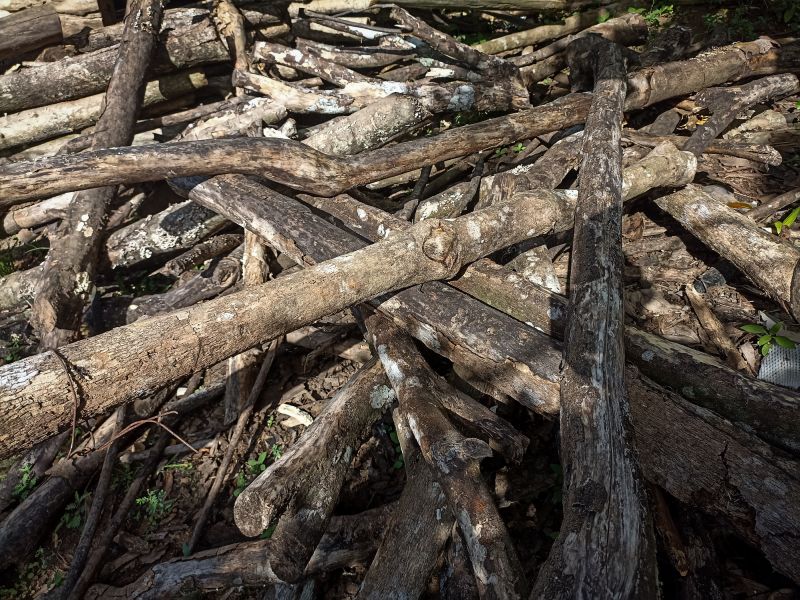 Wood Pile Removal in Honolulu, HI